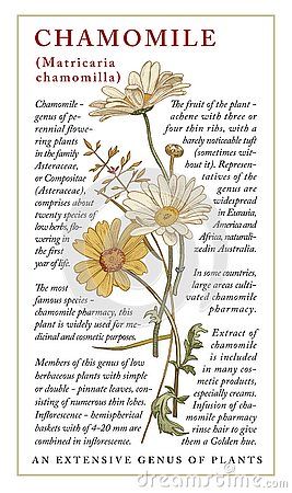 Chamomile garden. Beautiful blooming realistic isolated flowers. Vintage greeting invitation card. Frame, label. Drawing, engraving. Freehand. Floral medical nature. Vector stock victorian illustration. Herbal Flowers Drawing, Chamomile Flower Illustration, Chamomile Botanical Illustration, Vintage Herbal Illustrations, Chamomile Plant Drawing, Camomile Flower Drawing, Chamomile Flowers Drawing, Chamomile Flower Tattoo, Camomile Illustration