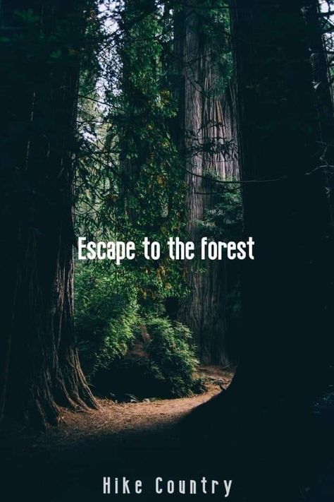 Some Inspirational Quotes, Hiking Quotes, Get Outdoors, For Lovers, The Forest, Trekking, National Parks, Spirituality, Hiking