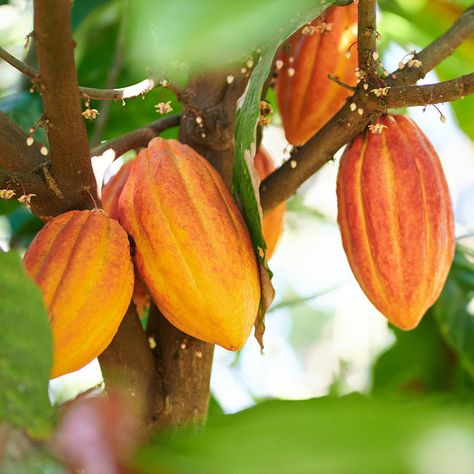 Cacao Health Benefits, Cocoa Tree, Cocoa Plant, Cacao Benefits, Mini Solar Panel, Bird Seed Ornaments, Cacao Beans, Fast Growing Trees, Landscape Design Plans