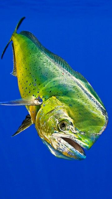 Mahi-mahi Mahi Mahi Pictures, Mahi Mahi Fish, Dolphin Fish, Big Game Fishing, Fish Artwork, Salt Water Fishing, Salt Water Fish, Cool Fish, Saltwater Fish