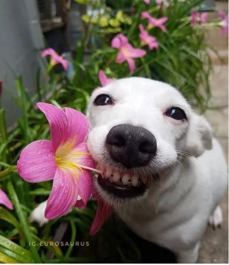 16 Smiling Dogs to Brighten Your Day | Cuteness Dog Smiling, Funny Dog Photos, Smiling Dogs, White Dog, Dog Photos, Brighten Your Day, Dogs, Funny, White