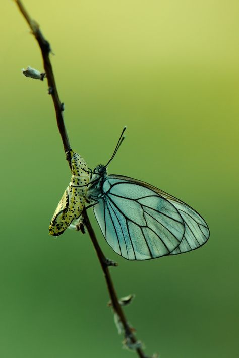 Butterfly by dralik on deviantART* Butterfly Cocoon, Butterfly Transformation, Cool Bugs, Butterfly Photos, Beautiful Bugs, Creepy Crawlies, Butterfly Kisses, Colorful Butterflies, A Butterfly