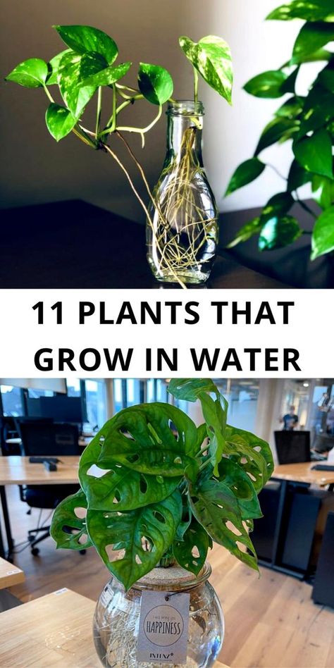 Here I share 11 plants that grow in water. Plants That Only Need Water, What Plants Can You Grow In Water, Glass Bottle Propagation, Indoor Plants In Water Ideas, Propagating Plants In Glass Bottles, House Plants Grown In Water, Plants That Like A Lot Of Water, Plants That Live In Water Houseplant, Plants In Water Vase How To Grow