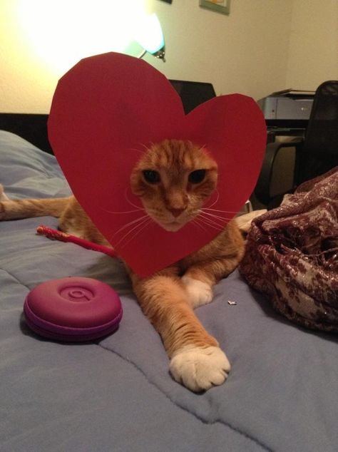 . Silly Valentines, Valentines Day Cat, Cat Profile, Happy Valentines Day Images, Kitty Love, Image Cat, Cat Photos, Silly Cats Pictures, Cat Holidays