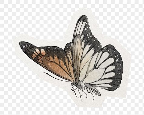 Sticker Transparent Png, Png Butterfly, Butterfly Png, Graphic Art Prints, Vintage Png, Png Vintage, Butterfly Illustration, Vintage Drawing, Antique Paper