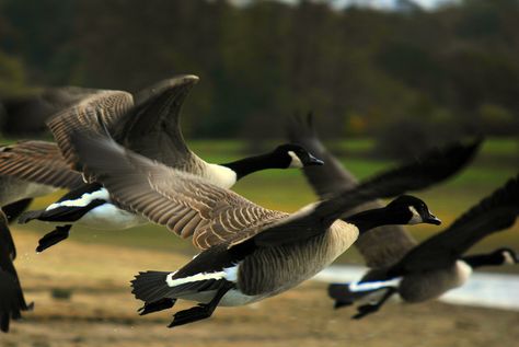 Migrate! Geese Flying, Goose Hunting, Canada Geese, Waterfowl Hunting, Canadian Goose, Flying Geese, Duck Hunting, Bird Photo, Bird Watching