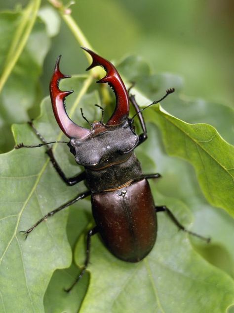 Stag Beetle, Close Up, Green, Red