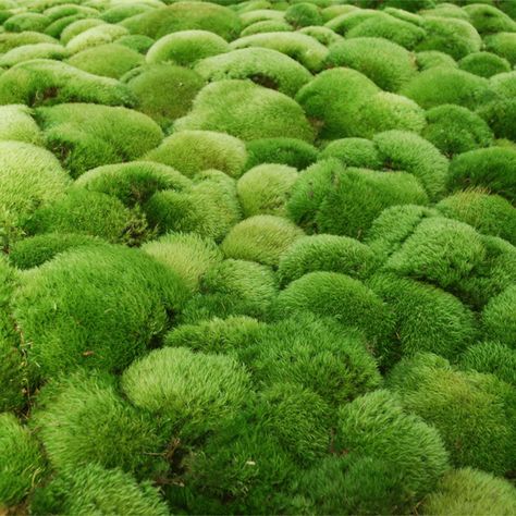 8 Types of Moss To Grow in Your Yard | The Family Handyman Terrarium Moss, Types Of Moss, Growing Moss, Rock Garden Plants, Moss Terrarium, Moss Garden, Garden Terrarium, Ground Cover Plants, Good Environment