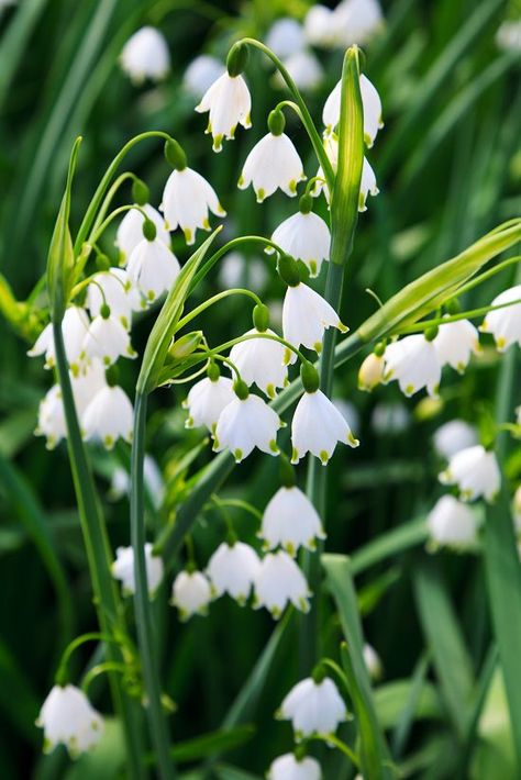 Summer Snowflake Leucojum aestivum - This ornamental plant is commonly known as Loddon lily. The stalk of this plant reaches a height of one foot with flowers appearing on the top. The bell-shaped white flowers like lily of the valley look beautiful, and its tepals are green-tipped giving it a unique look. The way flowers grow downwards it seems as if they’re offering a message of being humble even if you own the beauty. Another peculiar trait of the blooms–they are mildly chocolate scented. Wha Perennial Bulbs, Lily Of The Valley Flowers, Valley Flowers, Spring Flowering Bulbs, Flower Farmer, Blooming Plants, Ornamental Plants, Fragrant Flowers, Flowers Perennials