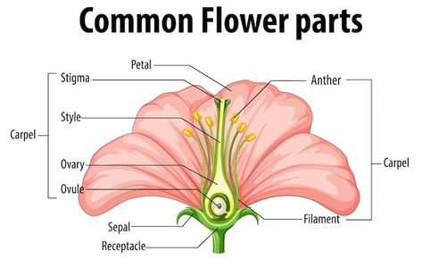 Free vector diagram showing common flowe... | Free Vector #Freepik #freevector #plant-cell #cartoon-drawing #science-cartoon #clip-art Diagram Of A Flower, Anatomy Of A Flower, Flower Diagram, Flower Anatomy, Flower Parts, Flower Structure, Digital Fashion Illustration, Body Part Drawing, Flower Box Gift