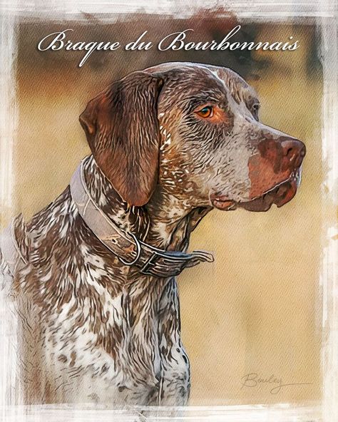 This pointer has a calm, gentle demeanor that is ideally suited for the foot hunter. The breed's relatively small size and short coat well suits them as an ideal home companion for the family that hunts. The breed was known amongst French hunters as a tailless pointer with distinctive fawn and liver ticking. The Braque du Bourbonnais has now gained a strong foothold in North America; some years there are more pups registered in the United States than its homeland of France. Braque Du Bourbonnais, Dog Breed Art, Short Coat, Dog Breed, Ideal Home, The Family, Dog Breeds, North America, Hunting