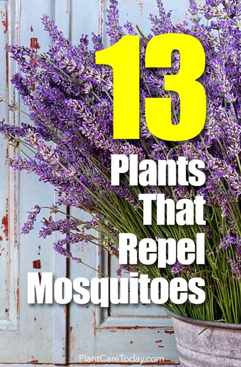 13 Plants That Repel Mosquitoes How To Keep Mosquitos Out Of House, Plants That Repel Mosquitoes, Mosquito Repelling, Mosquito Plants, Repellent Plants, Natural Mosquito Repellant, Mosquito Repelling Plants, Texas Gardening, Garden Wallpaper