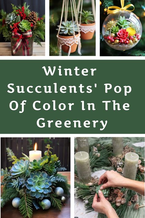 Winter Succulents' Pop of Color in the Greenery Winter Succulent Arrangements, Succulent Christmas Decorations, Christmas Succulent Arrangements, Christmas Succulent Ideas, Succulent Candle Centerpiece, Succulent Christmas, Classic Holiday Decor, Succulents Candles, Rustic Pots