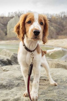 40 Best Medium Sized Dog Breeds - List of Popular Cute Medium Sized Dogs for Families Best Medium Sized Dogs, Dogs Crafts, Medium Sized Dogs Breeds, Family Dogs Breeds, Welsh Springer Spaniel, Dog Breeds List, Dog Breeds Medium, Dogs Breeds, Face Swaps