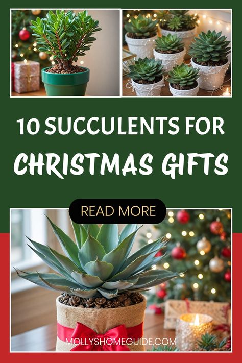 Looking for unique Christmas gift ideas? Consider succulents for Christmas gifts! Holiday succulents make perfect presents, bringing festive cheer and lasting greenery to your loved ones' homes. From Christmas succulent decorations to DIY Christmas succulent ornaments, there are endless ways to incorporate these trendy plants into your holiday decor. Go beyond traditional trees and explore the creativity of succulent Christmas trees. Get inspired with our collection of Christmas succulent ideas Cactus Wrapping Ideas, Plant Gift Ideas For Christmas, Gifts For Succulent Lovers, Plants As Christmas Gifts, Diy Succulent Christmas Tree, Christmas Succulents Gift, Succulents Gift Ideas, Succulent Christmas Decorations, Christmas Succulent Arrangements