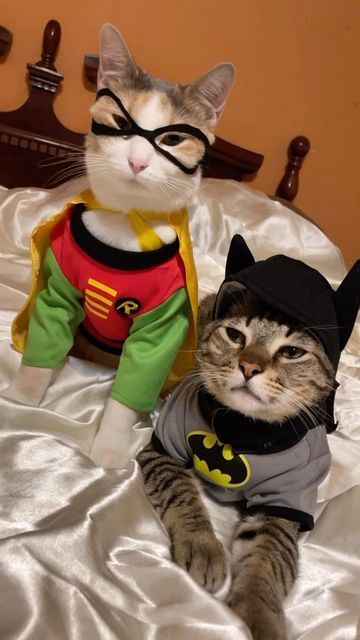 Matching Halloween Cat Pfp, Halloween Cats Matching Pfp, Silly Cat Wallpaper, Cat Costume Ideas, Robin And Batman, Cat Batman, Spiderman And Batman, Diy Halloween Cat, Batman Cute