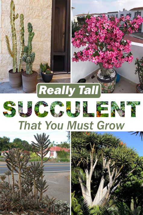 Tall Succulents, African Milk Tree, Tall Cactus, Succulent Landscaping, Small Shrubs, Growing Succulents, Agave Plant, Rose Trees, How To Grow Taller