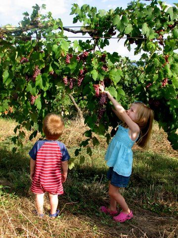 Isaiah 65, Glass Castle, Football T Shirts, Arsene Wenger, Cleats Football, God's Promise, Shenandoah Valley, Growing Grapes, Watch Football