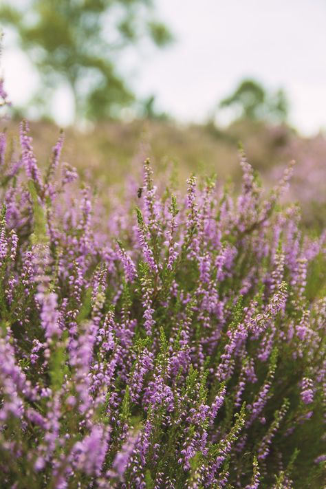 Purple heather in bloom in Bedfordshire, UK #heather #flowers #purpleflowers #flora #britishflowers Nature, Erica + Core + Aesthetic, Heather Flower Aesthetic, Erica Core Aesthetic, Heathers Flower, Windclan Aesthetic, Imbolc Herbs, Heather Core Aesthetic, Purple Heather Flower