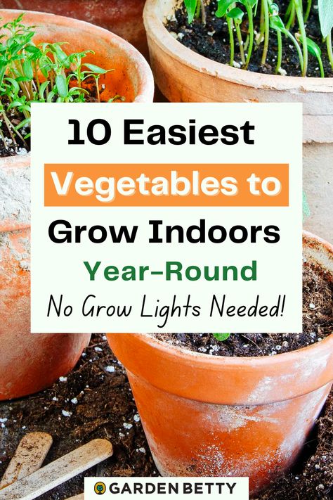 Vegetables To Grow Indoors, Apartment Vegetable Garden, Easiest Vegetables To Grow, Easy Vegetables, Growing Vegetables Indoors, Growing Food Indoors, Growing Herbs Indoors, Indoor Vegetables, Vegetables To Grow