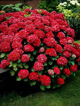 Buy Hydrangeas | Hydrangeas For Sale Online | The Tree Center Hydrangea Shrub, Ficus Microcarpa, Red Hydrangea, Hydrangea Care, Hydrangea Garden, Hydrangea Macrophylla, Planting Hydrangeas, Planting Shrubs, Garden Cottage