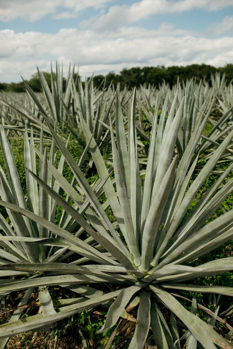 Travel Photography 2017 // Sandy Noto // Yucatan, Mexico Agave Field, Photography Mexico, Desk Job, Yucatan Mexico, Dog People, Food Photographer, Photography Gear, World Photography, Photographing Food