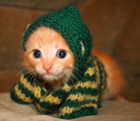 LOL having red hair makes me like orange cats the best. GINGERRULES! Kitten Sweater, Hipster Cat, Kitten Photos, Pet Sweater, Funny Cat Pictures, Cute Kittens, It's Cold, Crazy Cat Lady, 귀여운 동물