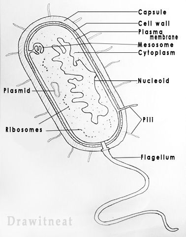 Prokaryotes are the organisms which have primitive nucleus. All bacteria are prokaryotes because they lack a distinct nucleus with nuclea... Bacteria Notes Biology, Prokaryotic Cell Diagram, Bacterial Cell Drawing, Prokaryotic Cell Notes, Microorganisms Notes, Bacteria Notes, Organism Drawing, Bio Diagrams, Bacterial Cell Structure