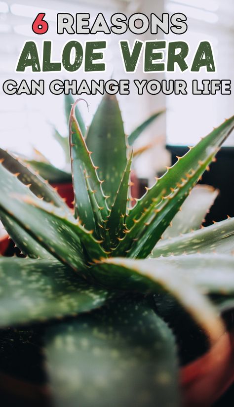 Discover the magic of aloe vera! 🌿✨ In this blog, we dive into 6 powerful reasons aloe vera can transform your life. From glowing skin to improved digestion, this natural wonder has endless benefits you don't want to miss. Click to learn how aloe vera can elevate your self-care routine! 💚 #AloeVera #NaturalRemedies #WellnessTips Aloe Vera Uses For Men, Benefits Of Aloe Vera For Skin, Aloe Vera Plant Benefits, Aloe Vera For Skin Benefits, Benefits Of Aloe Vera, Natural Mouthwash, Gum Inflammation, Aloe Vera Benefits, Aloe Vera For Skin