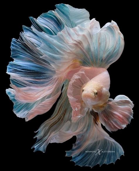 Pretty Fish, Beautiful Sea Creatures, Pretty Animals, Beautiful Fish, Ocean Creatures, Marine Animals, Fish Art, Betta Fish, Sea Animals