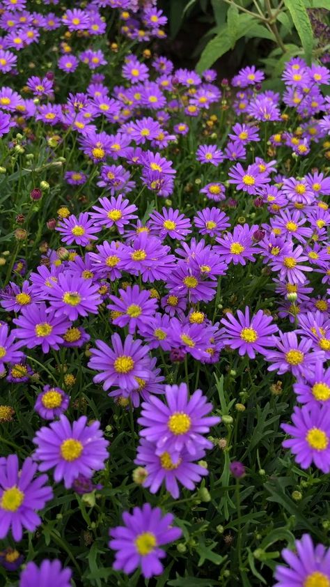 'Delight Dark Mauve' (Brachyscome x multifida) 🌸 [Video] | Flowers perennials, Purple flowers garden, Beautiful flowers garden Garden Videos Ideas, Flower For Garden, Video Flower, How To Grow Plants, Garden Video, Purple Flowers Garden, Aster Flower, Flower Purple, Purple Garden