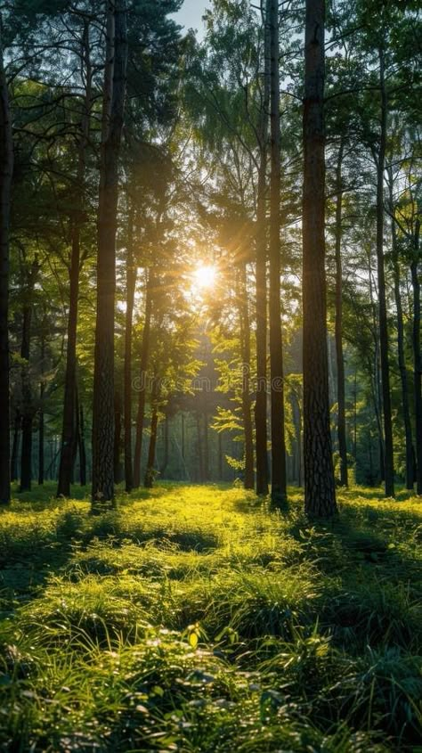 Sun Shining Through Trees in Forest. Sunlight filters through dense tree canopy in a forest setting, creating dappled light on the ground below. AI Sunrise Through Trees, Canopy Of Trees, Sunlight In Forest, 100 Cupboards, Sun Shining Through Trees, Sunlight Through Trees, Joy Unspeakable, Forest Ground, Secret Garden Door