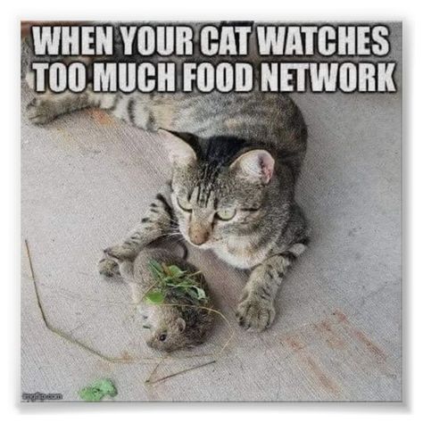 Cat Watch, Funny Dog Pictures, Master Chef, Cat Posters, Humor Memes, Funny Cat Memes, Funny Cat Pictures, Funny Animal Memes, Doja Cat