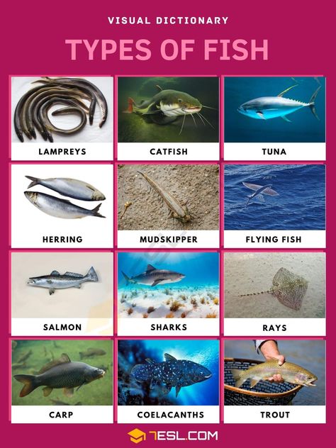 Fish Names, Animals Name In English, Animal Infographic, Hammerhead Sharks, Fish List, Bull Shark, Different Fish, Salt Water Fish, Fishing Pictures