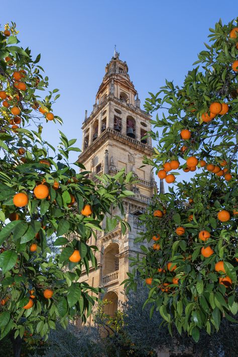 Catalonia Aesthetic, Spain Scenery, Ancient Italy, Spain Aesthetic, Cordoba Spain, Orange Tree, Brand Board, Personal Project, Andalusia