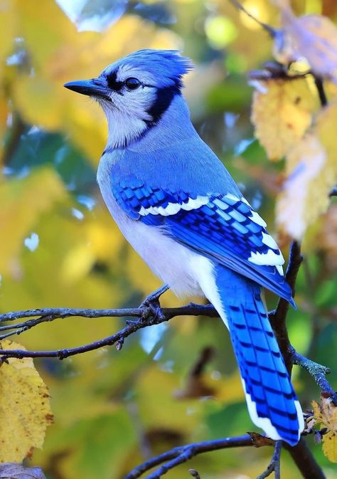 Birds Photography Nature, Blue Jay Bird, Jay Bird, Bird Canvas, Most Beautiful Birds, Bird Wallpaper, Nature Birds, Arte Sketchbook, Backyard Birds