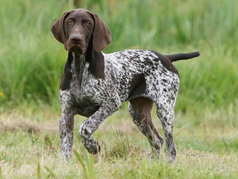 Braque allemand à poil court German Shorthaired Pointer Black, German Shorthaired Pointer Training, Gsp Dogs, Dog Training Tools, German Shorthaired Pointer Dog, Pointer Puppies, House Training Dogs, German Shorthair, Shorthaired Pointer