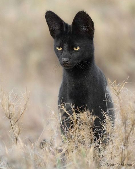 Black Serval, Savannah Cat, Savannah, Black Cat, Black