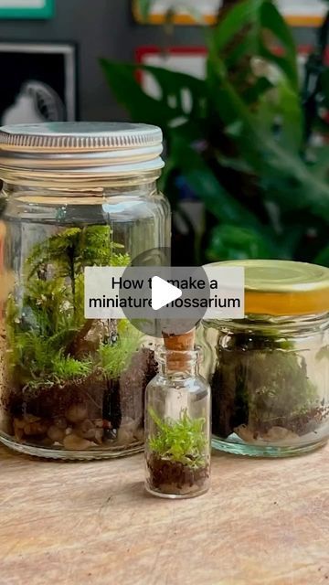 Mud & Bloom on Instagram: "🫙 🌱 Make a miniature mossarium

Building a mossarium, is really fun - it’s like creating your own mini world! It’s also great for exploring different mosses as well as learning about the water cycle. You can use any small, clear jar or bottle to make a mossarium.

We’ve written a blog post about how to make one here: www.mudandbloom.com/blog/miniature-mossarium

By @denisekhope 

#mossarium #terrarium #moss #mosses #outdoorlearning #exploringnaturewithchildren #mudnbloom #mudandbloom" Water Terrarium, Build A Terrarium, Terrarium Moss, Bottle Terrarium, Crafts With Glass Jars, Terrarium Jar, The Water Cycle, Small Terrarium, Miniature Terrarium