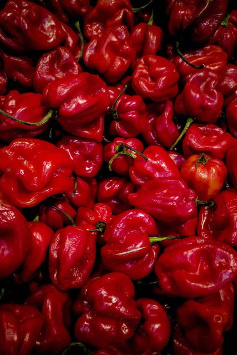 Pepper Aesthetic, Types Of Chili Peppers, Cross Pollination, Habanero Chili, 5 Gallon Buckets, Fruit Shape, Hot Sauce Recipes, Red Chili Peppers, Hot Peppers