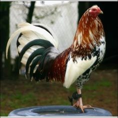 Morgan White hackle. Col. William l Morgan of east… Rooster Breeds, Gallo Pinto, Gamebirds, Live Chicken, Game Fowl, Fancy Chickens, Chicken Farming, Chicken Ideas, Beautiful Chickens