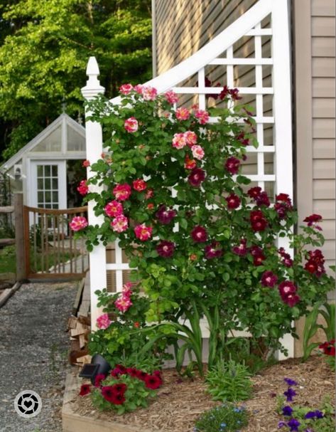 Flowering rose on a white trellis, nothing prettier in the Spring! Climbing Flowers Trellis, Rose Fence, Climbing Roses Trellis, Clematis Trellis, Rose Garden Landscape, Rose Plant Care, Flower Trellis, White Trellis, Climbing Flowers