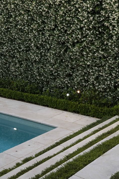 Step details, buxus hedging and star jasmine wall Star Of Jasmine Wall, Jasmine Hedge Fence, Star Jasmine Hedge, Pool Hedge Landscaping, Jasmine Garden Ideas, Star Jasmine Fence, Star Jasmine Wall, Jasmine Fence, Jasmine Hedge