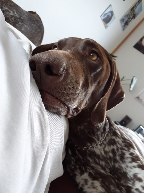 German Shorthaired Pointer Puppy, Shorthaired Pointer, German Pointer Dog, German Shorthair Pointer, German Pointer, Hungarian Dog, Short Haired Pointer, German Shorthaired Pointer Dog, Pointer Puppies