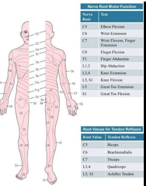 Dermatomes and Myotomes | Physical therapy school Medical websites Physical therapy Physical Therapy Assistant Student, Nerve Anatomy, Medical Websites, Physical Therapy School, Physical Therapy Student, Sports Massage Therapy, Physical Therapist Assistant, Physical Therapy Assistant, Massage Therapy Techniques