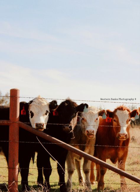 Cattle Photography, Livestock Photography, Dream Bigger, Cattle Brands, Auction Ideas, Beef Cattle, Cattle Ranching, Dream Big, Assessment