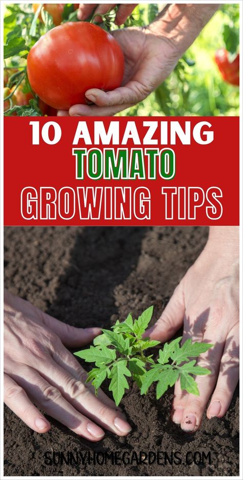 If you're growing tomatoes in your backyard vegetable garden, make sure to try these tips and tricks for growing tomatoes in your veggie garden. Gardening Tomatoes Tips, Tomatoes Growing Tips, Plant Tomatoes In Garden, Beef Steak Tomatoes Growing, Growing Tomatoes In Raised Bed, Planting Tomatoes In Garden, Tomato Plants Growing Tips, Adobe Garden, Tomato Growing Tips