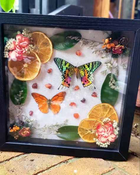 What do yall think of this new shadow box I created! Can you identify the moths/butterflies!? #shadowboxing #framedart #framedinsects #framedinsectart #butterfliesofinstagram #butterflyart #lifeanddeath #instagood #soulshinespirit Insect Shadow Boxes, Butterfly Preservation, Butterfly Shadow Box, Butterfly Shadow, Soul Shine, Insect Art, Butterfly Frame, Shop Ideas, Shadow Boxes