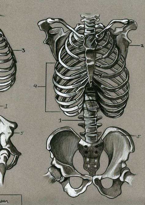 Skeletal Anatomy, The Human Skeleton, Human Skeleton Anatomy, Skeleton Drawing, Anatomy Bones, Skeleton Anatomy, Skeleton Drawings, Human Anatomy Drawing, Human Skeleton