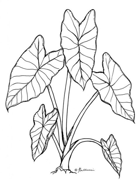 taro line drawing - Google Search - #drawing #google #search - #drawingdecoration #architecturaldrawing #architectural #drawing #watercolor Elephant Ear Plant Tattoo Ideas, Taro Leaf Drawing, Different Plants Drawing, Taro Leaf Tattoo, Taro Plant Drawing, Alocasia Leaf Tattoo, Alocasia Plant Drawing, Taro Plant Tattoo, Alocasia Plant Tattoo